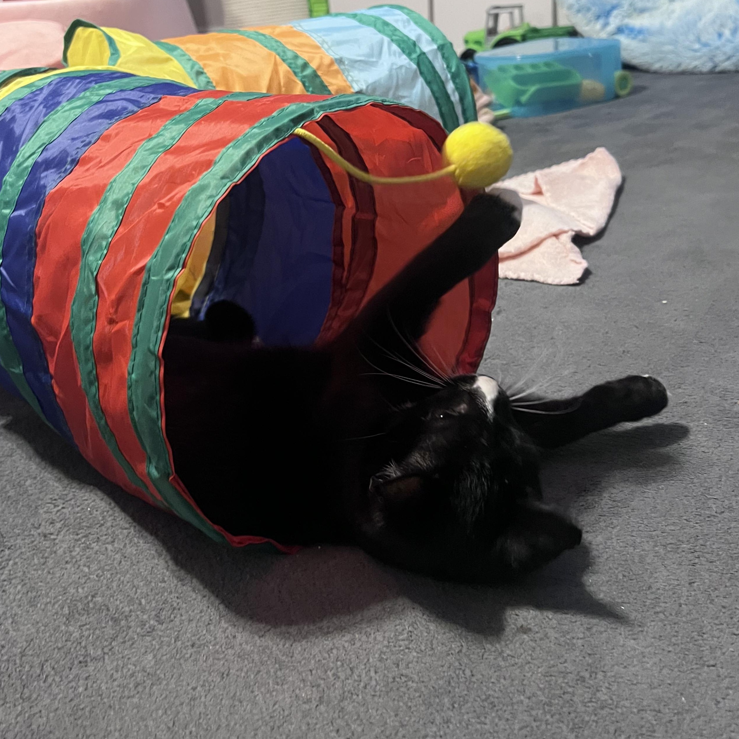 Ginko aka Little, a Adoptable Domestic Short Hair in FITCHBURG, MA image 5/6