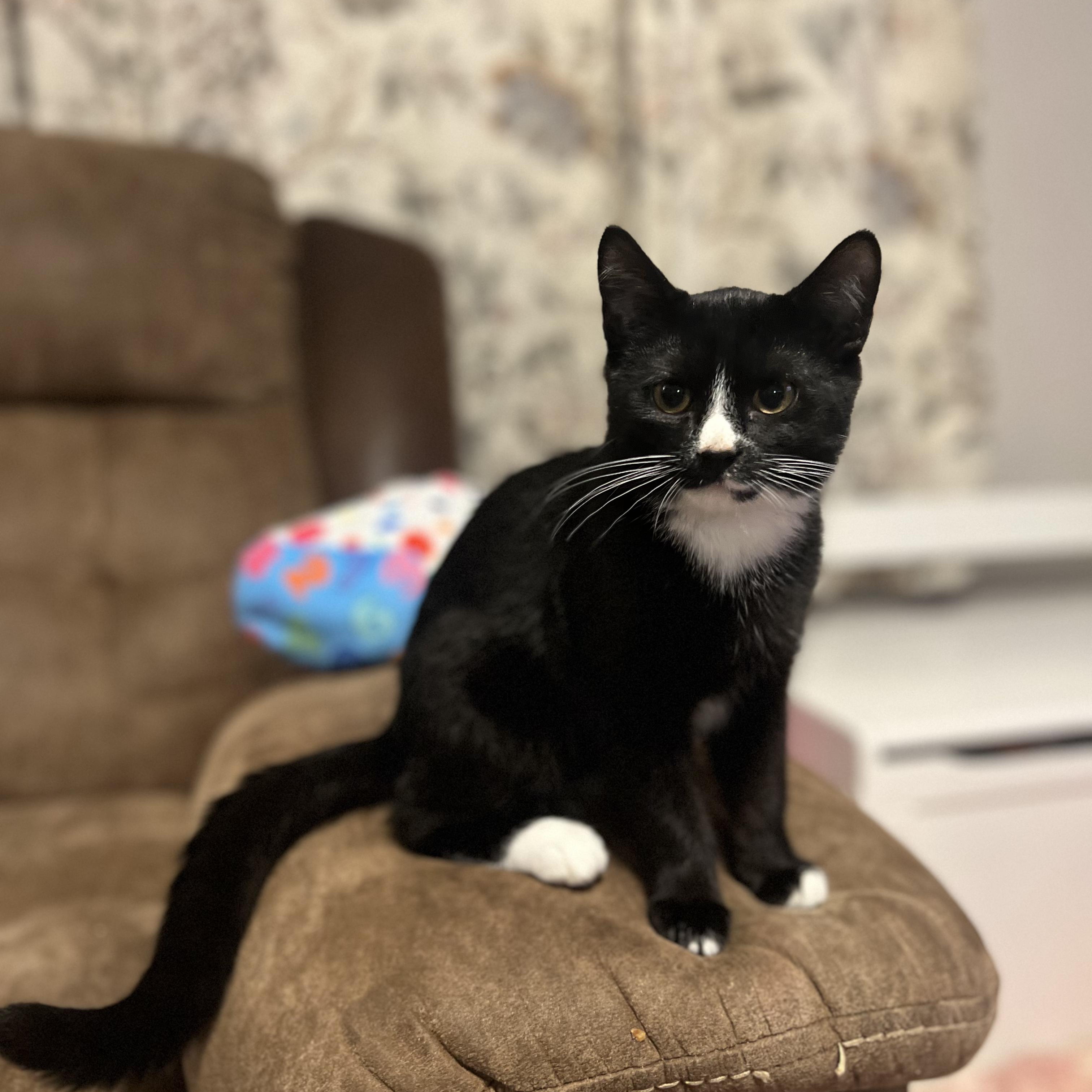 Ginko aka Little, Adoptable, Kitten Male Domestic Short Hair.