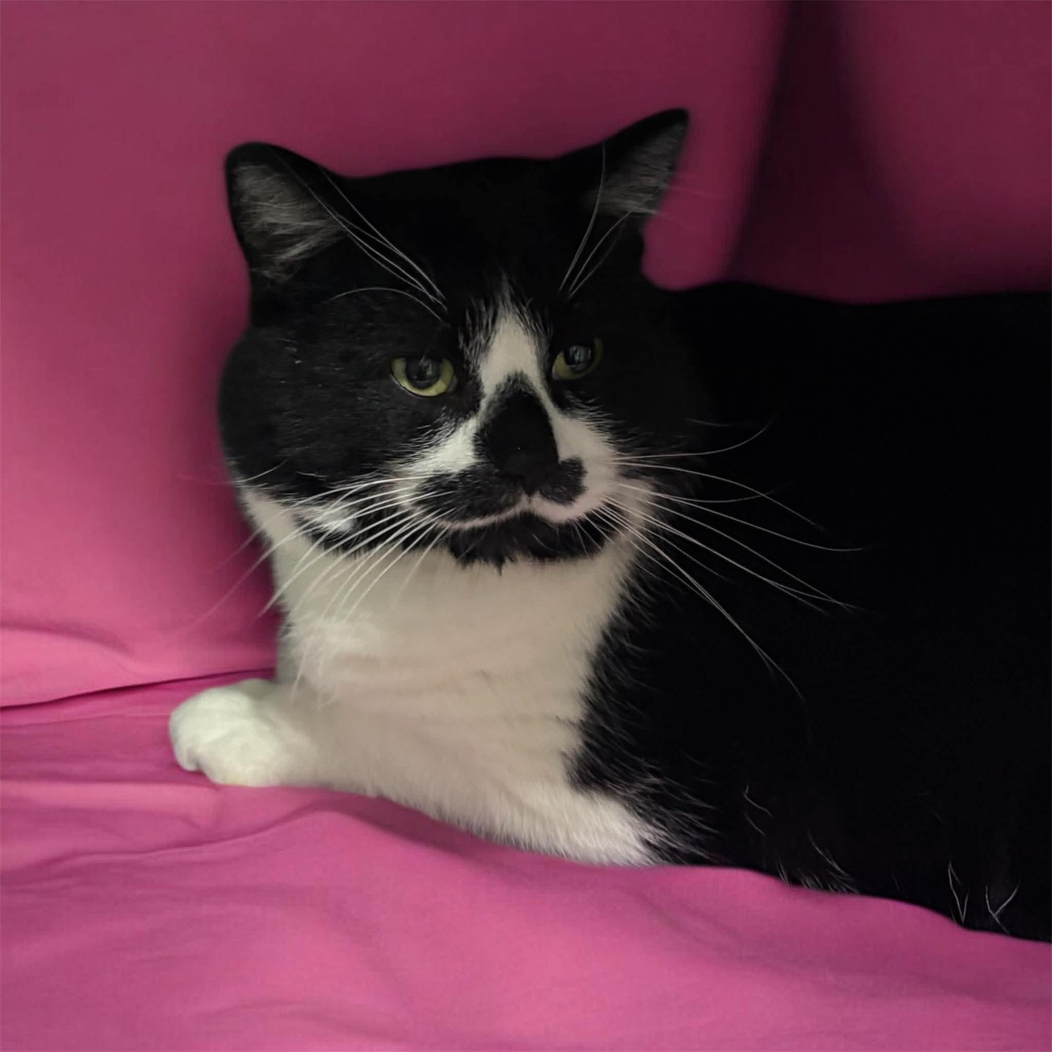 Magnum, ADOPTABLE, Adult Male Domestic Short Hair.