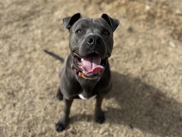 Enlarge LUKE, a Adoptable mixed breed in Albuquerque, NM image 1/1