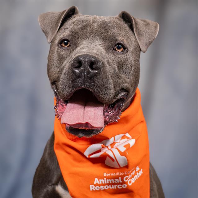 Enlarge LUKE, a Adoptable mixed breed in Albuquerque, NM image 1/1