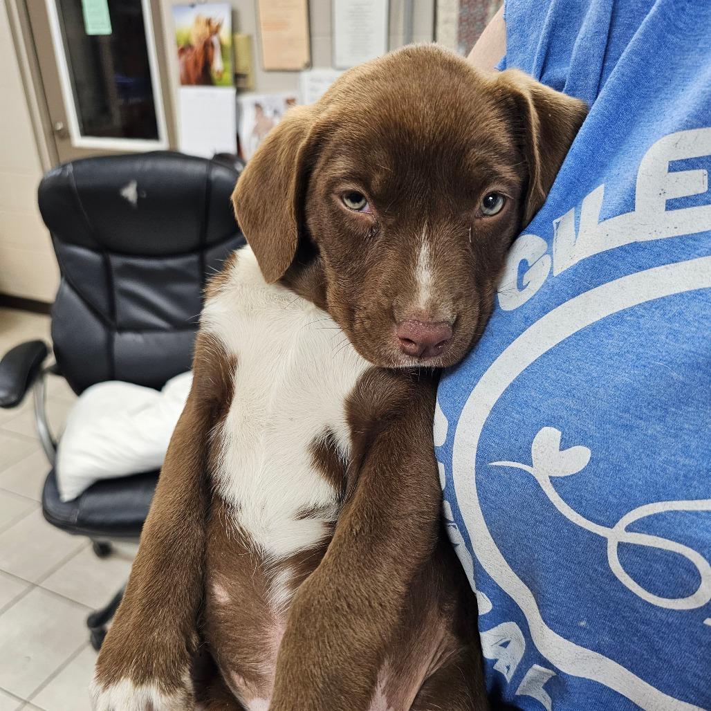 Enlarge Lucy, a Adoptable Chocolate Labrador Retriever in Pulaski, TN image 1/1