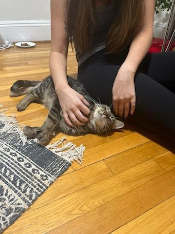 Meow, Adoptable, Young Female Domestic Short Hair.