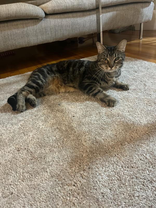 Enlarge Meow, a Adoptable Domestic Short Hair in Melrose, MA image 3/6