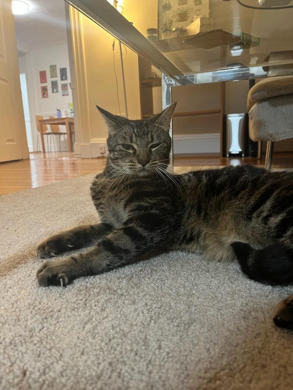 Enlarge Meow, a Adoptable Domestic Short Hair in Melrose, MA image 4/6