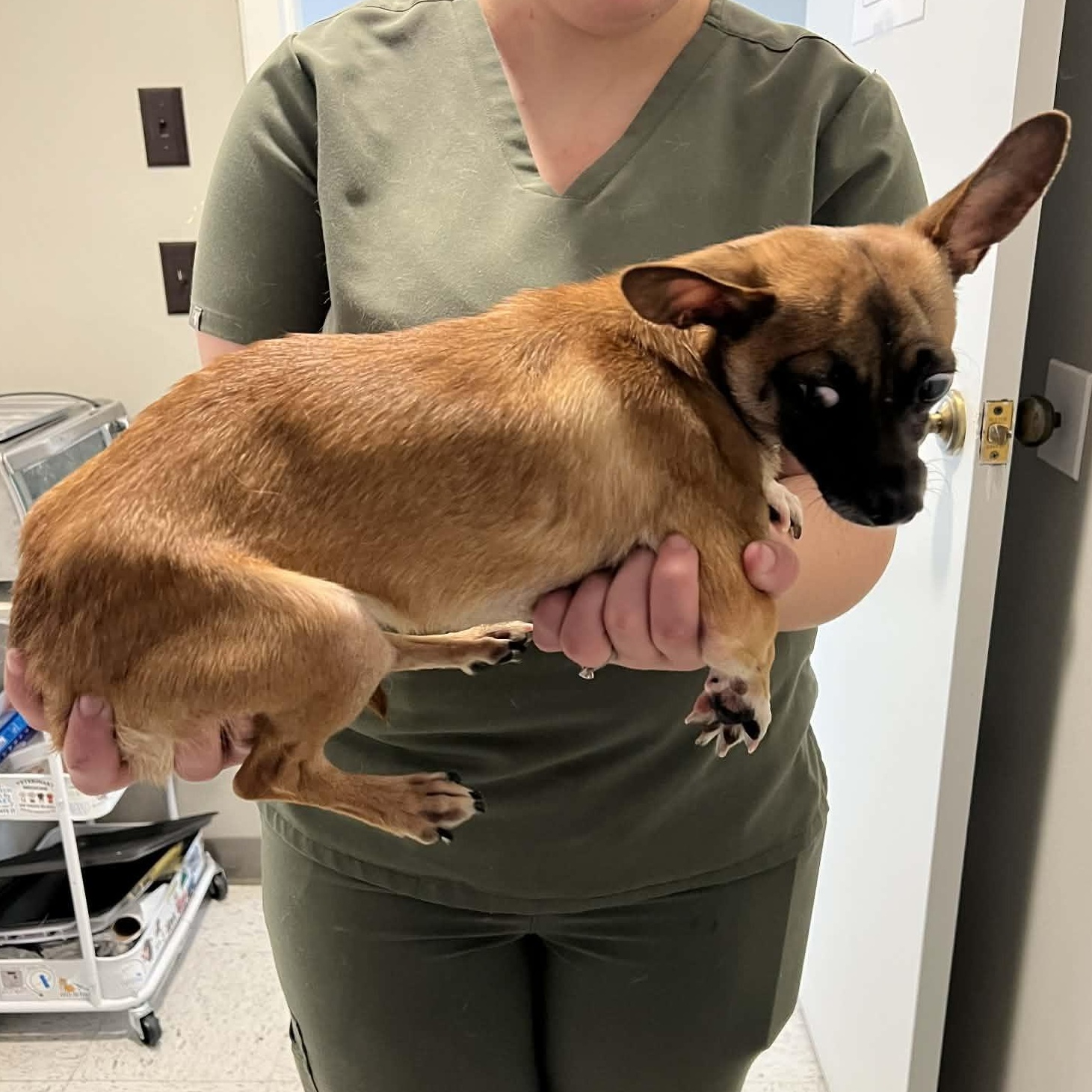 Wagner Moura, a ADOPTABLE Chihuahua in Brooklyn, NY image 5/6