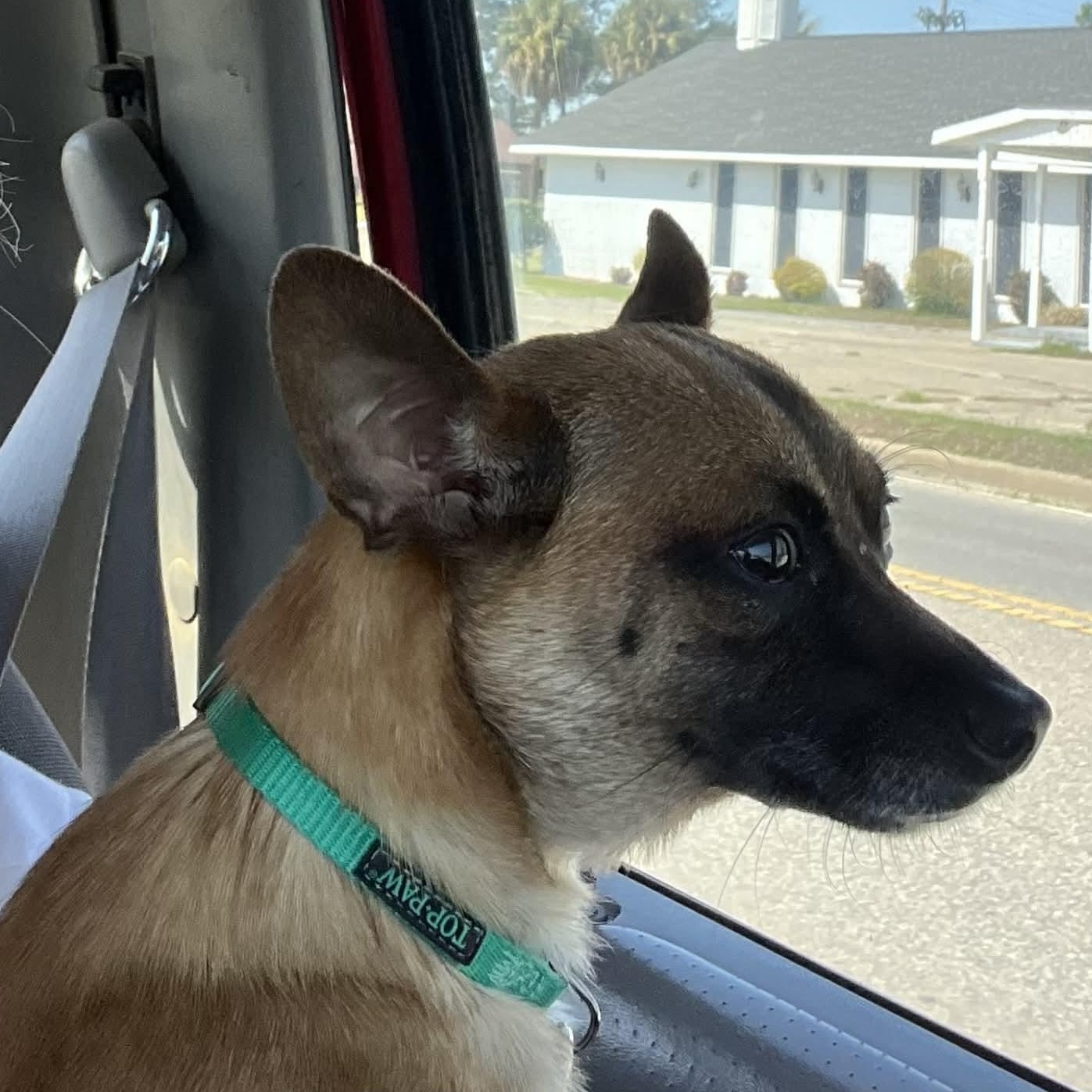 Wagner Moura, a ADOPTABLE Chihuahua in Brooklyn, NY image 6/6