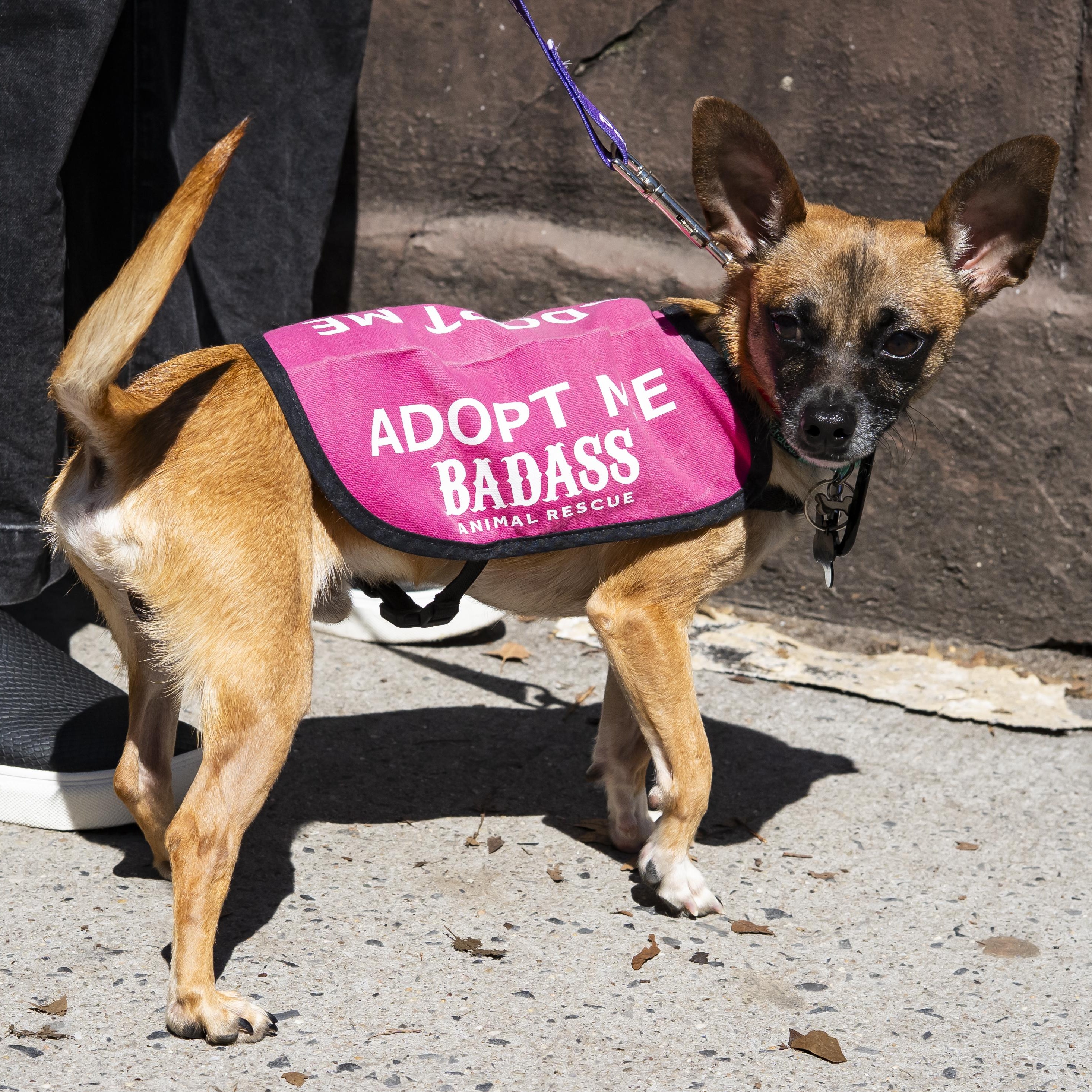 Wagner Moura, a ADOPTABLE Chihuahua in Brooklyn, NY image 1/6