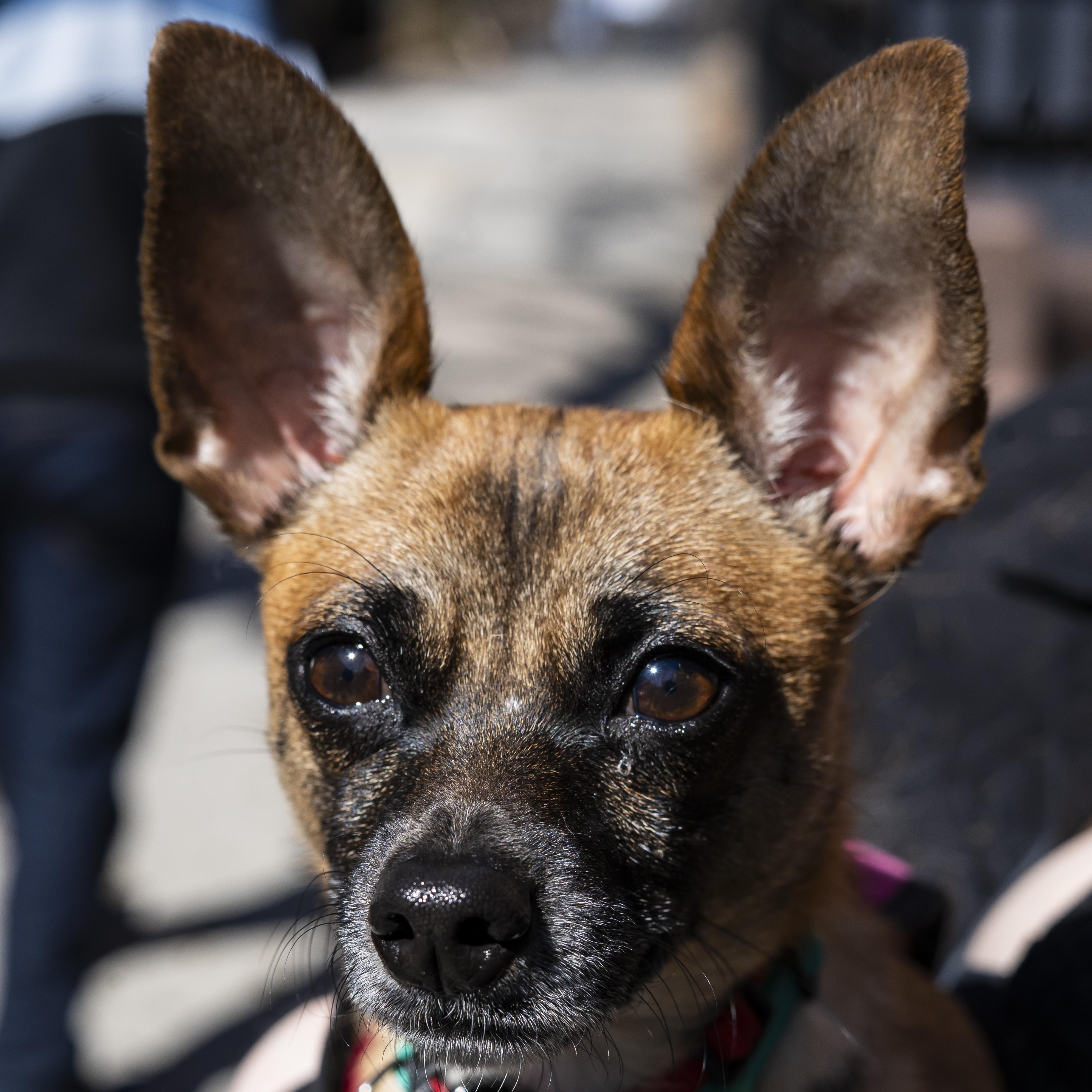 Wagner Moura, a ADOPTABLE Chihuahua in Brooklyn, NY image 3/6