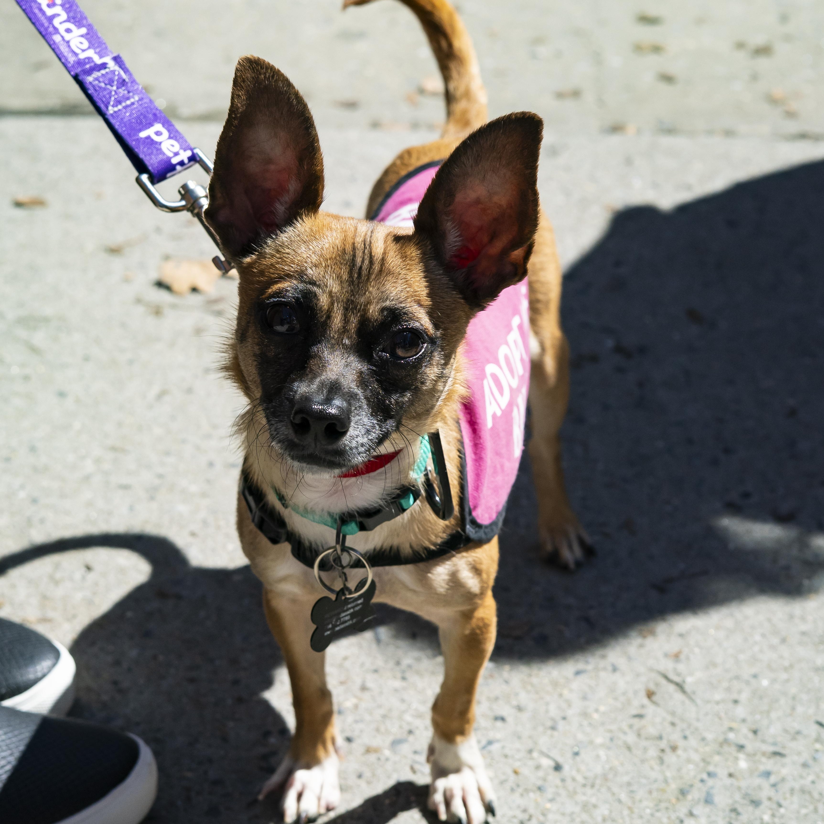 Wagner Moura, a ADOPTABLE Chihuahua in Brooklyn, NY image 2/6