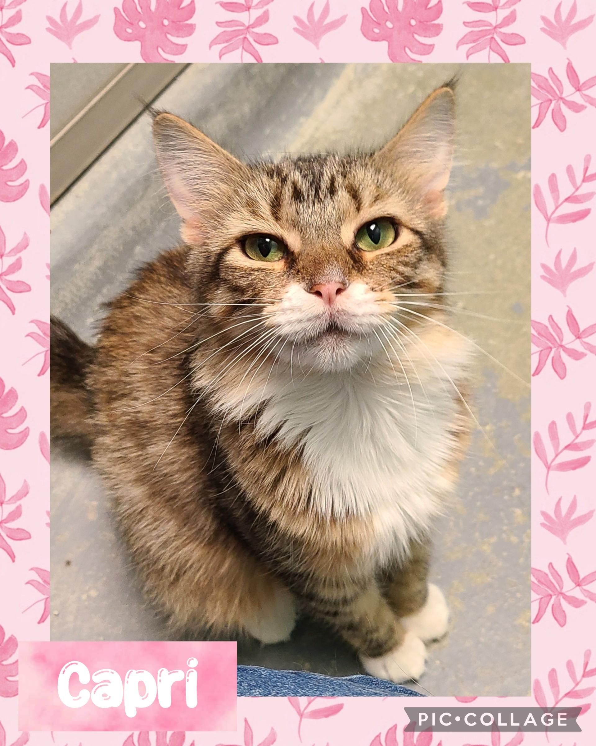 Capri, an adoptable Domestic Short Hair in Iron River, MI, 49935 | Photo Image 1