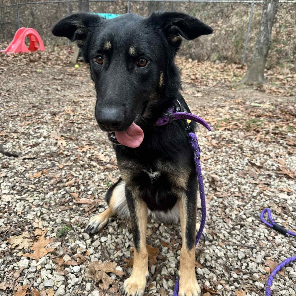 Athena, Adoptable, Young Female German Shepherd Dog.