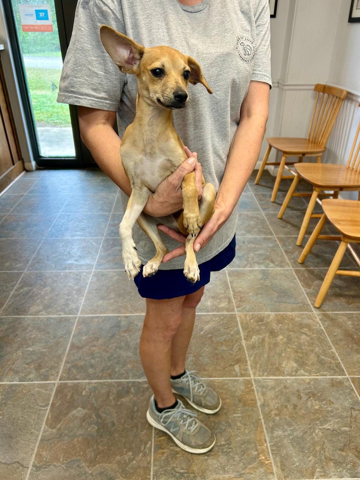 Tanner, Adoptable, Puppy Male Feist.