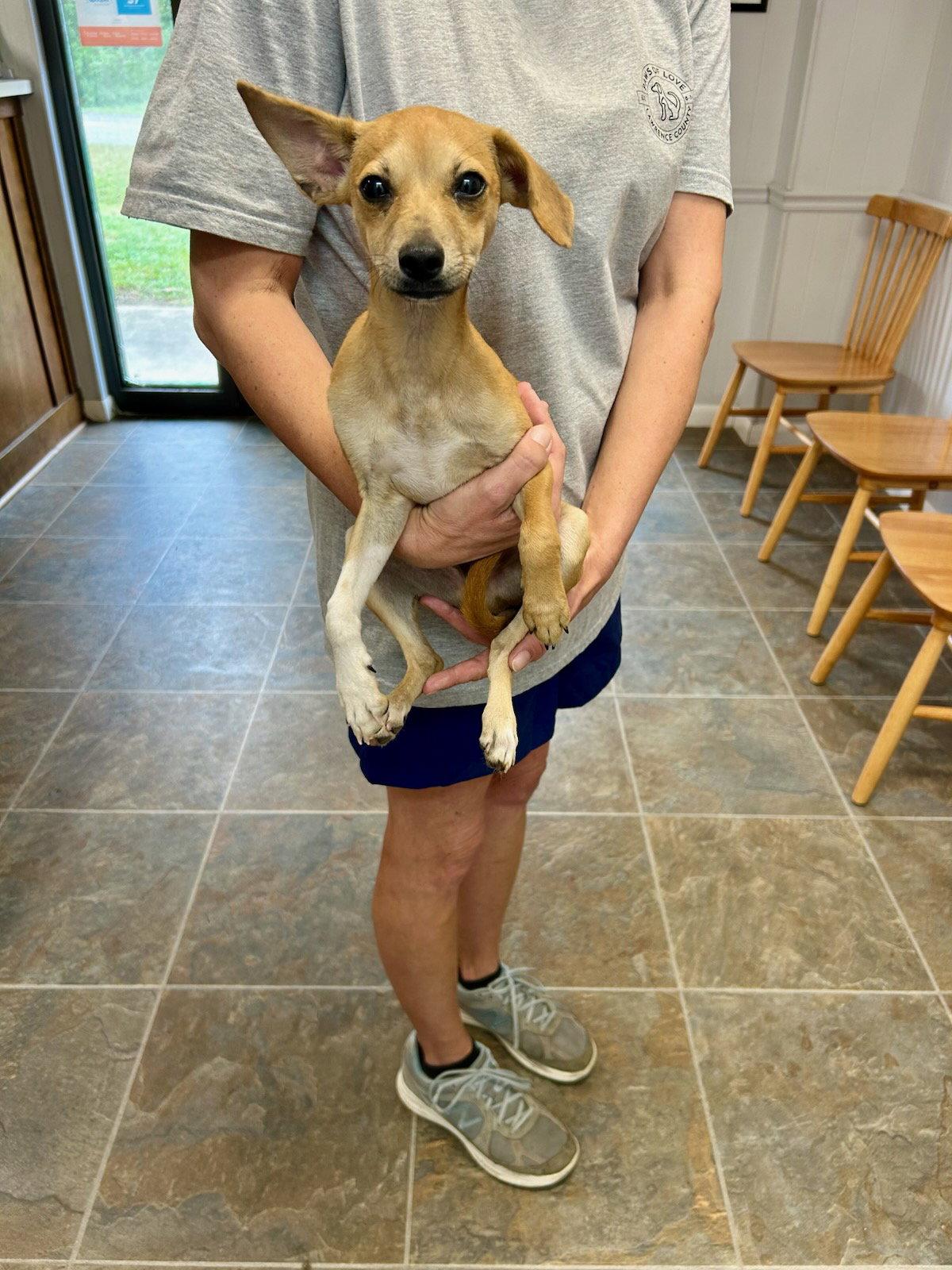Enlarge Tanner, a Adoptable Feist in Monticello, MS image 2/2