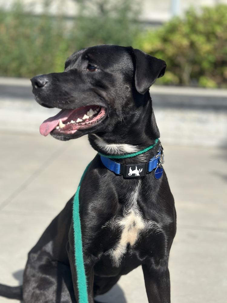 Benito, Adoptable, Young Male Labrador Retriever & Staffordshire Bull Terrier.