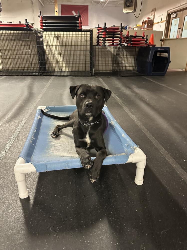 Enlarge Benito, a Adoptable mixed breed in Long Island City, NY image 2/6