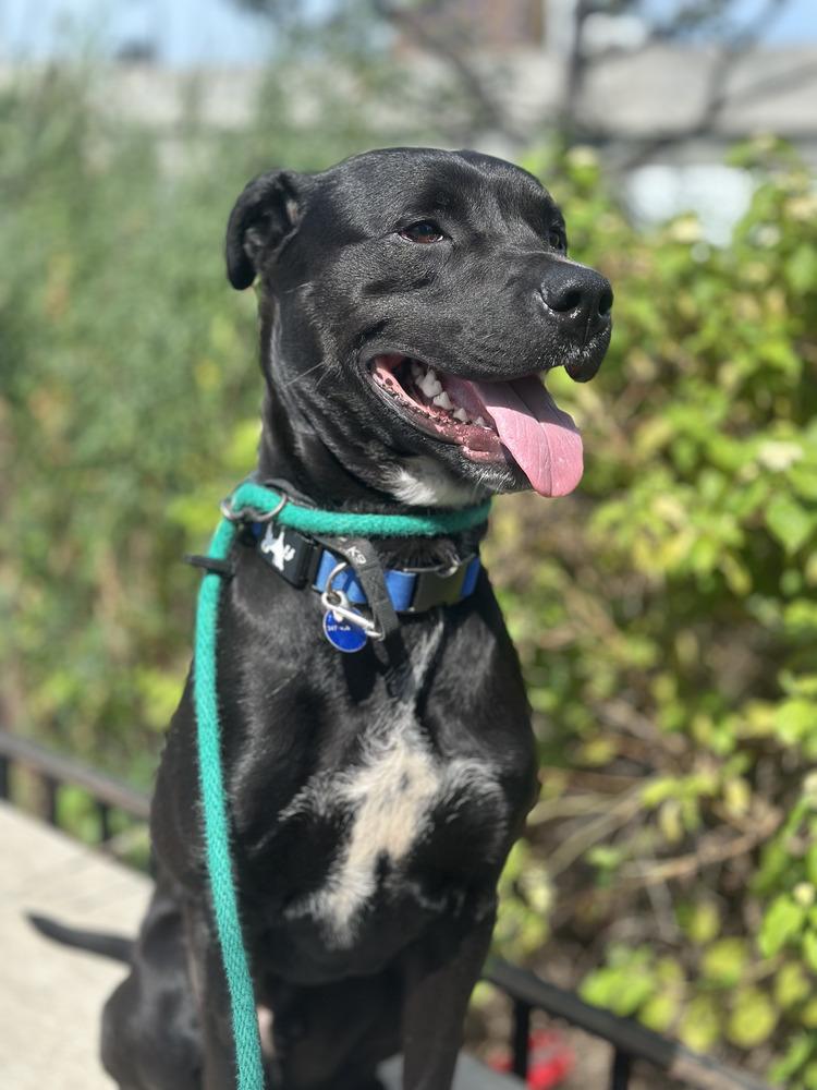 Enlarge Benito, a Adoptable mixed breed in Long Island City, NY image 4/6
