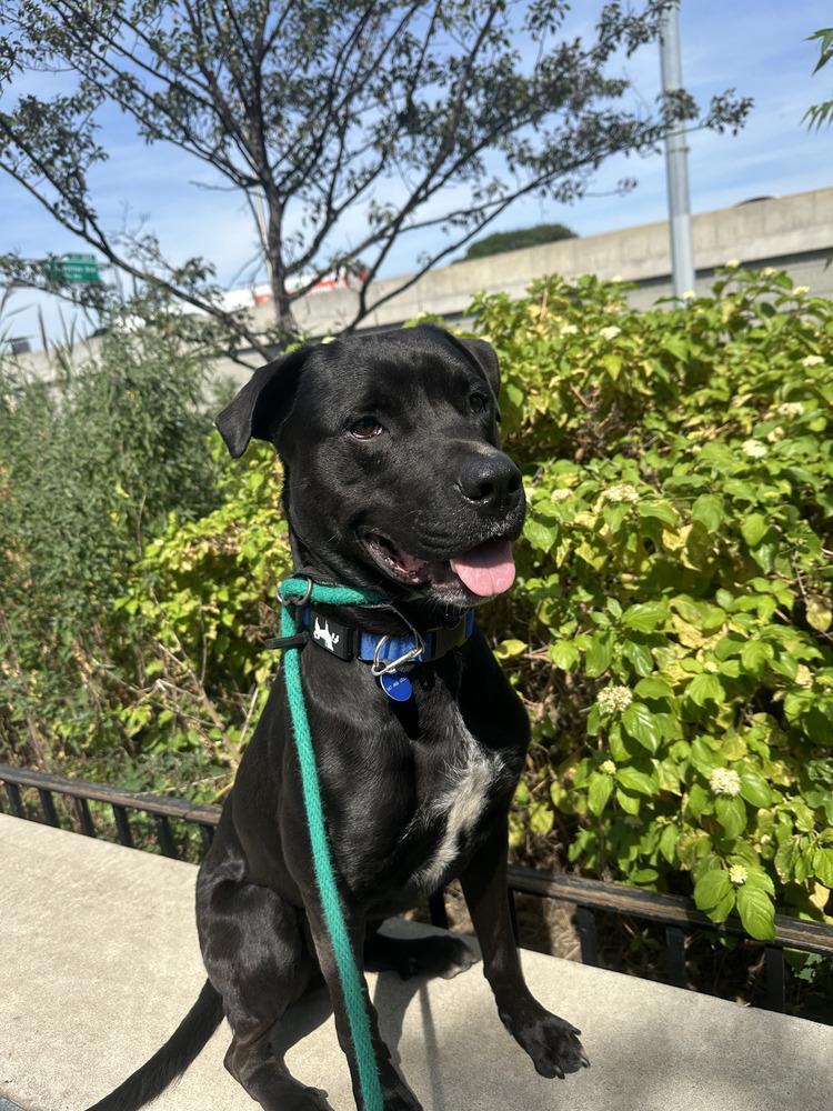 Enlarge Benito, a Adoptable mixed breed in Long Island City, NY image 5/6