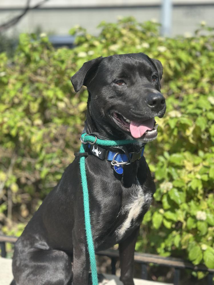 Enlarge Benito, a Adoptable mixed breed in Long Island City, NY image 6/6