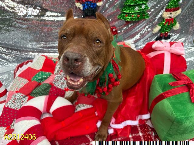 KIKI, Adoptable, Adult Female Mixed Breed.