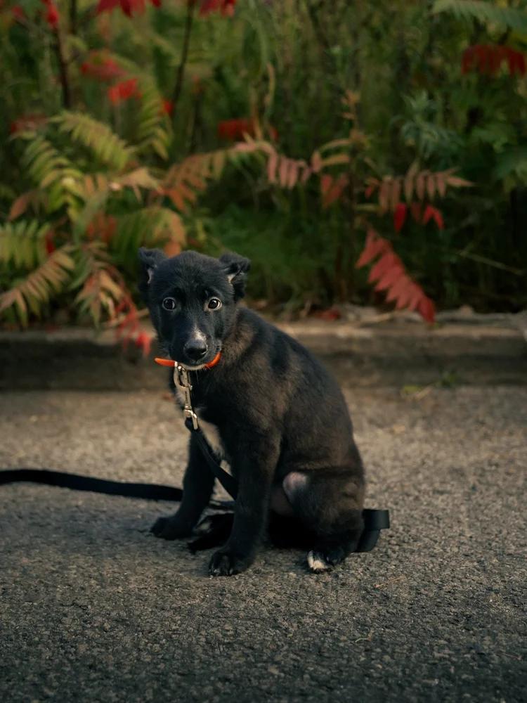 Enlarge Boo, a Adopted mixed breed in laval, QC image 1/3