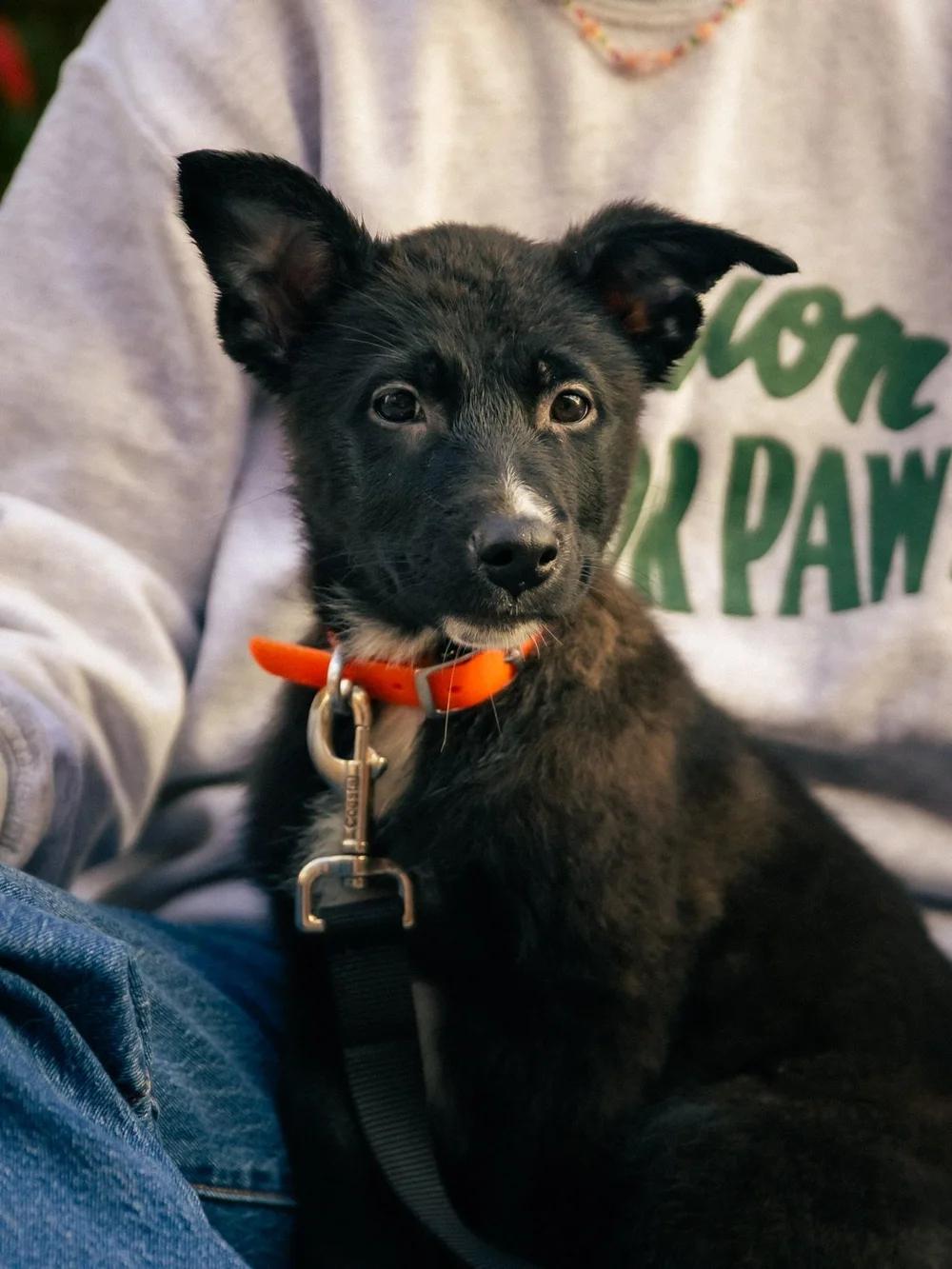Enlarge Boo, a Adopted mixed breed in laval, QC image 2/3