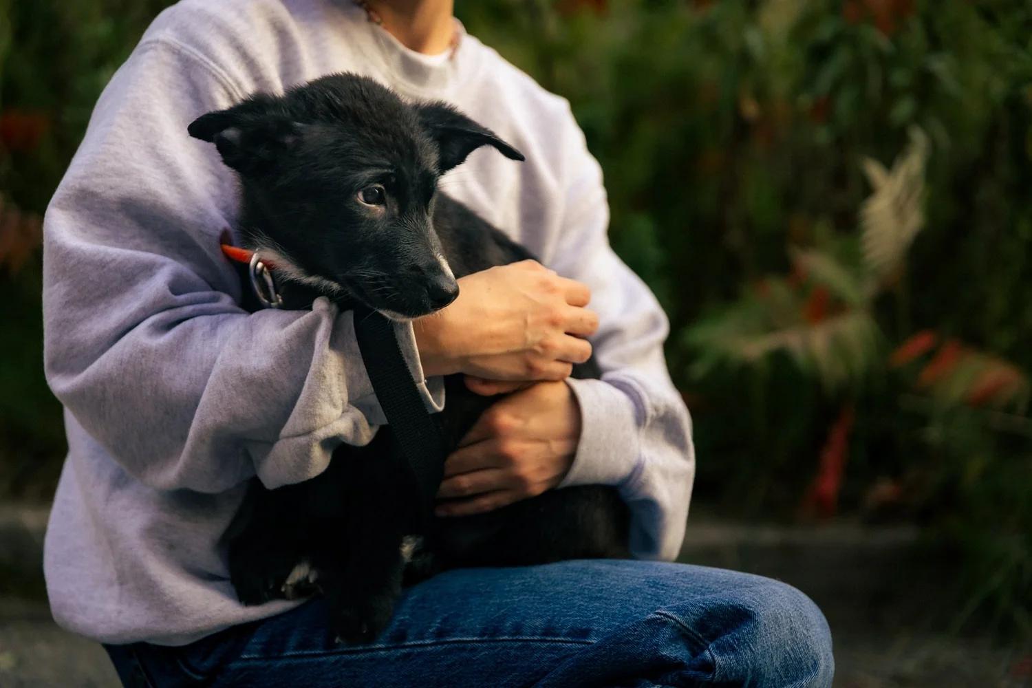 Enlarge Boo, a Adopted mixed breed in laval, QC image 3/3