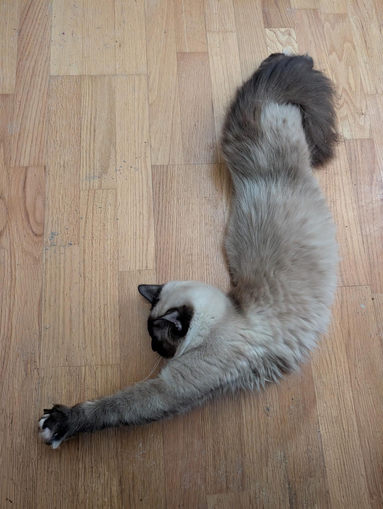 Enlarge Saku (bonded with Mark), an adopted Siamese in Barrington Hills, IL image 2/4