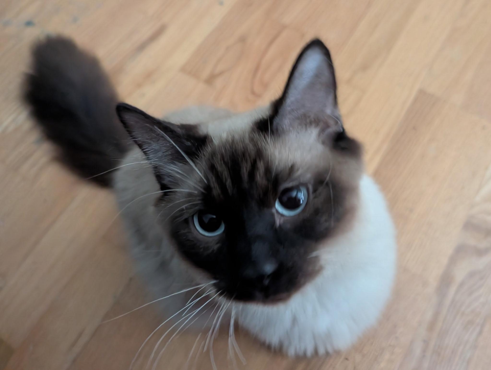 Enlarge Saku (bonded with Mark), an adopted Siamese in Barrington Hills, IL image 4/4