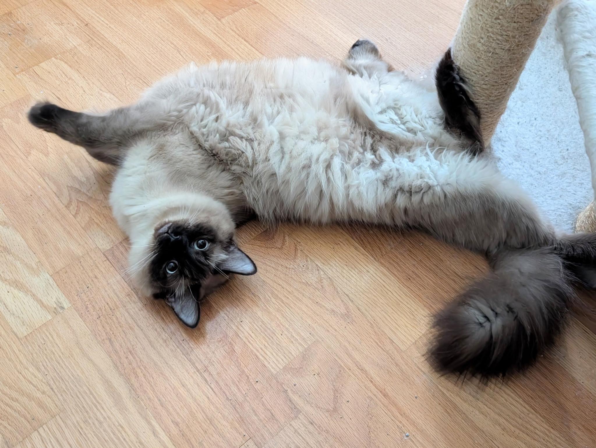 Enlarge Saku (bonded with Mark), an adopted Siamese in Barrington Hills, IL image 3/4