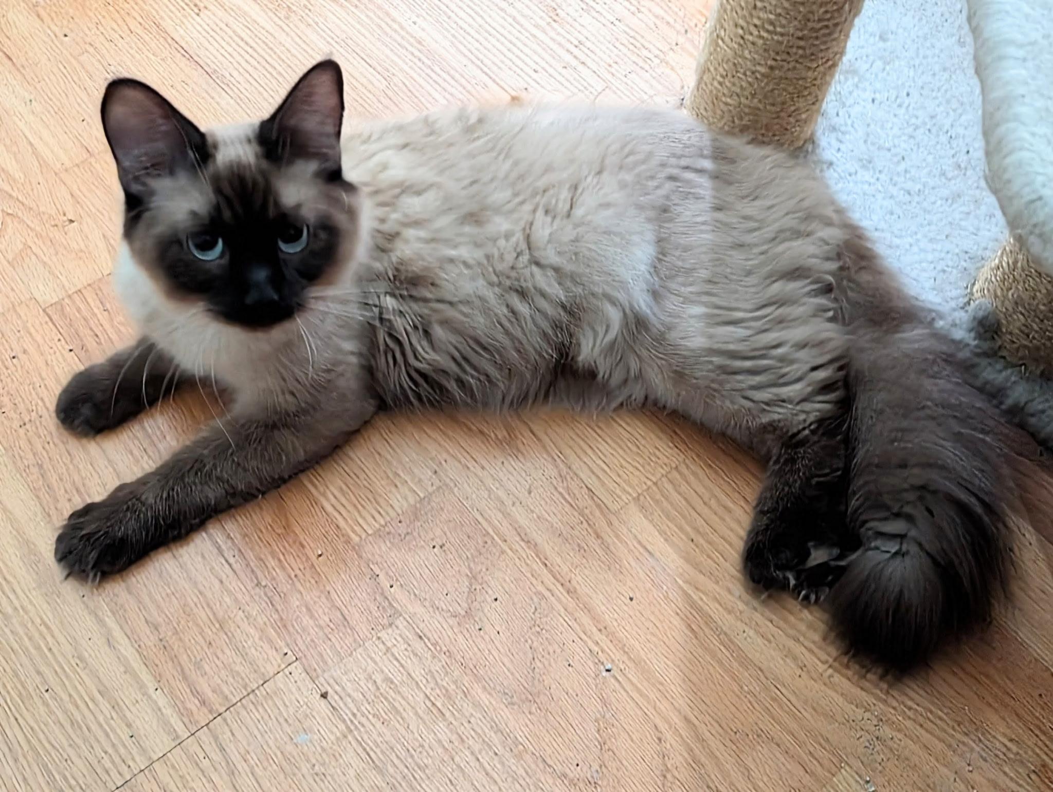 Saku (bonded with Mark), adopted, Kitten Male Siamese.