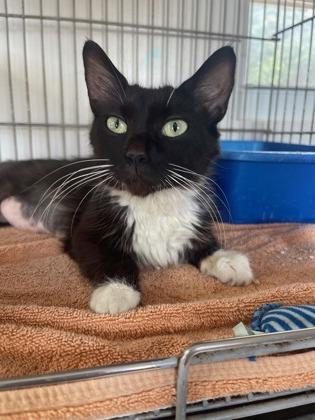 Oreo, ADOPTABLE, Young Female Domestic Medium Hair.