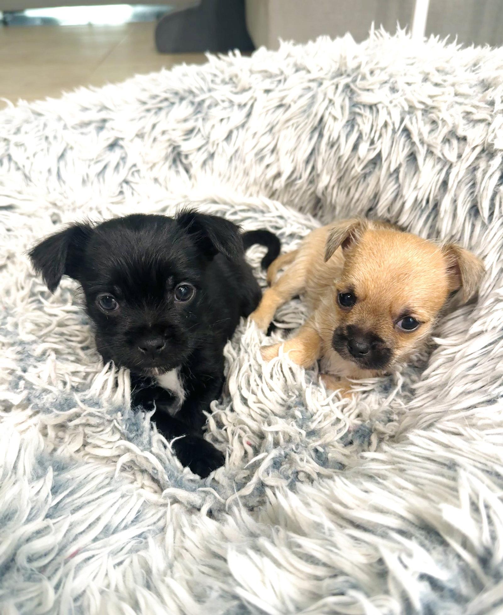 Hopper, Adoptable, Puppy Male Shih Tzu & Chihuahua.