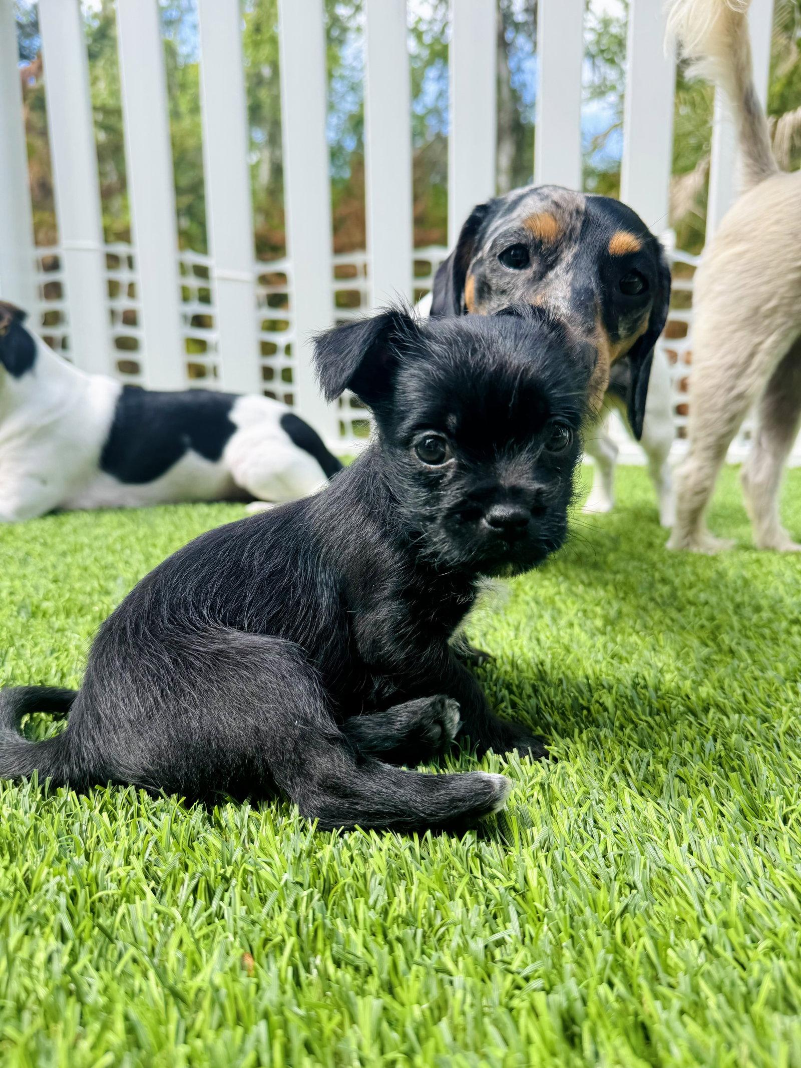Enlarge Hopper, a Adoptable mixed breed in Valrico, FL image 2/3