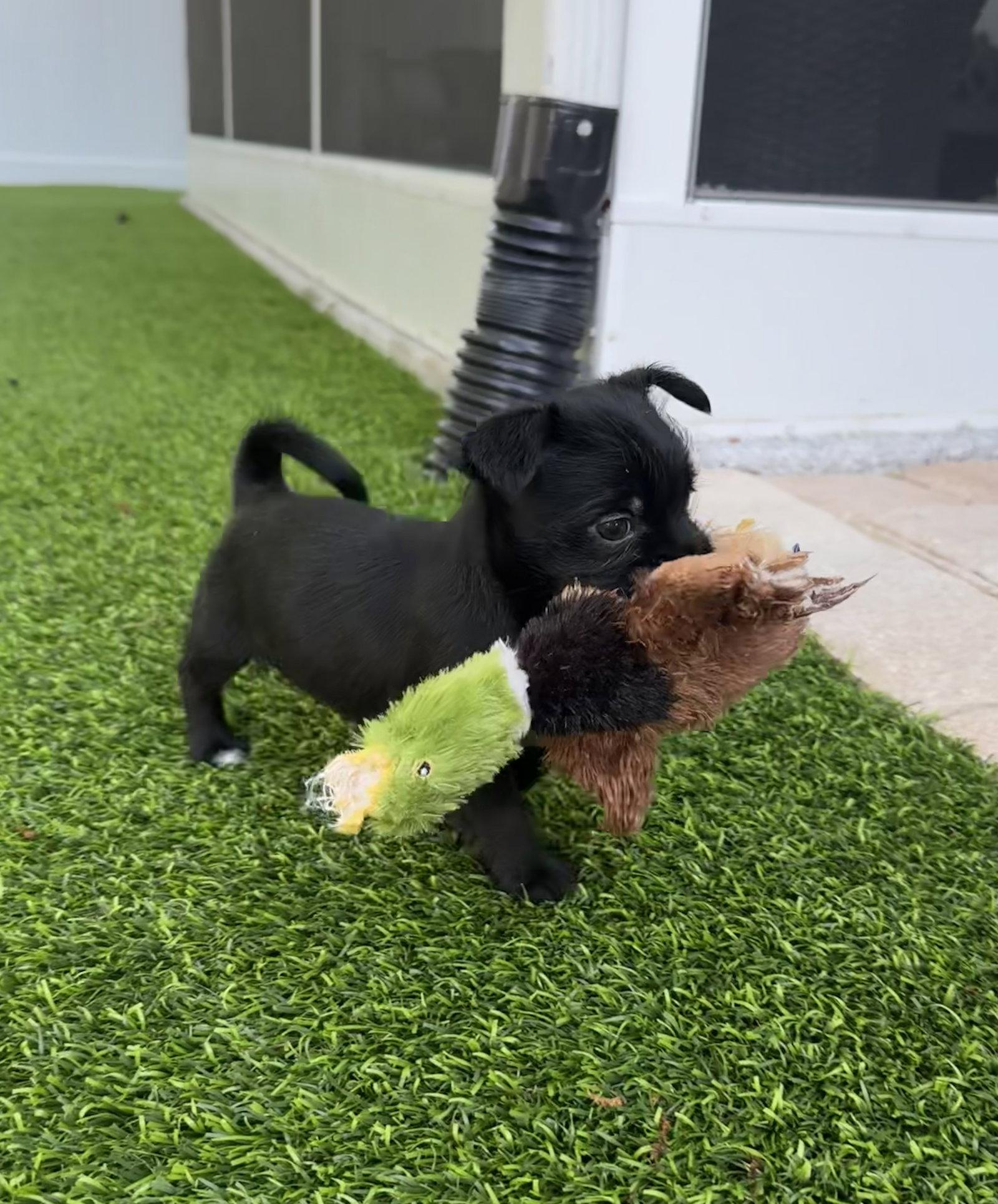 Enlarge Hopper, a Adoptable mixed breed in Valrico, FL image 3/3