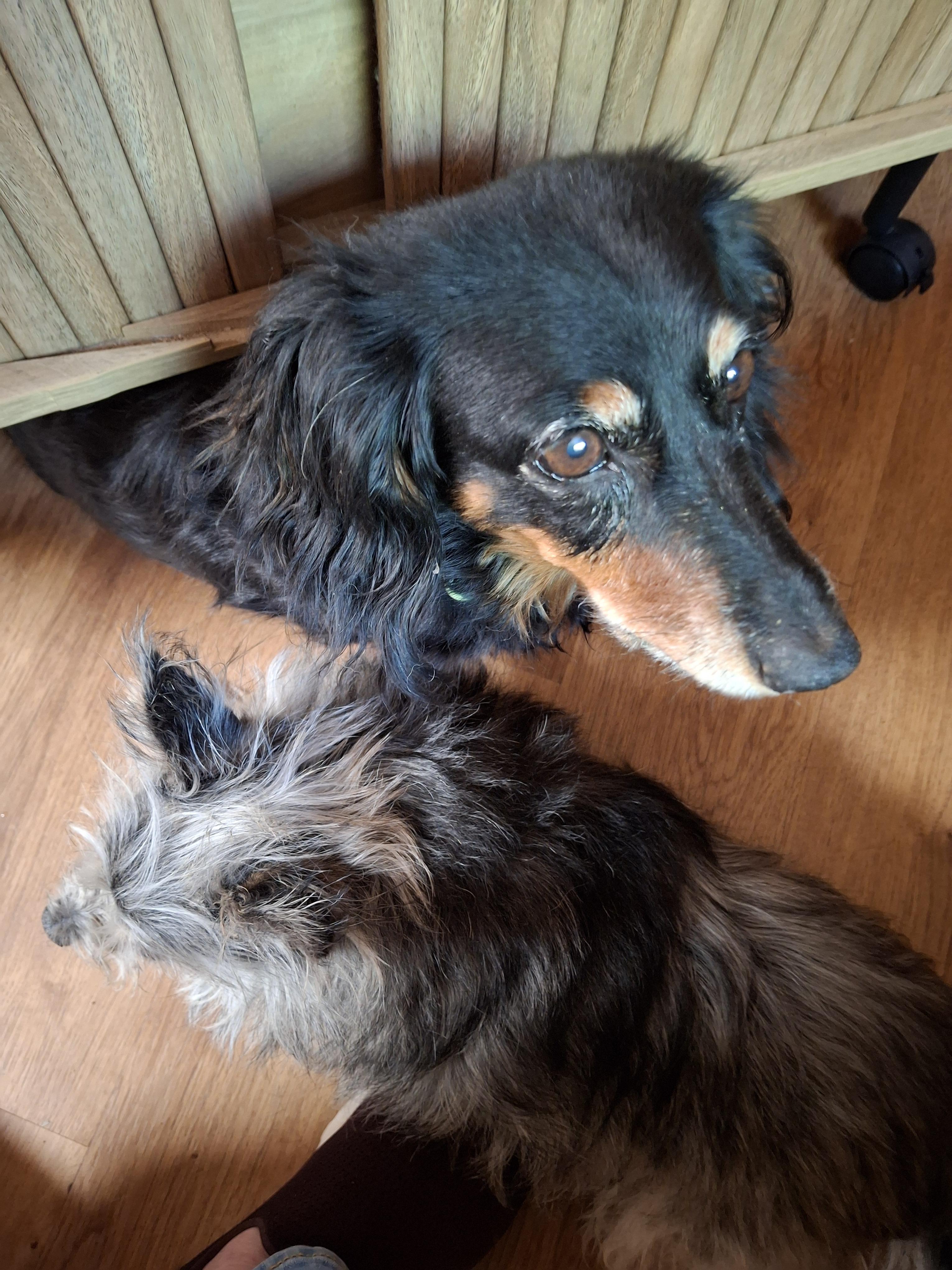 Enlarge Jenny, a Adoptable Dachshund (Long Haired) in Tucson, AZ image 5/6