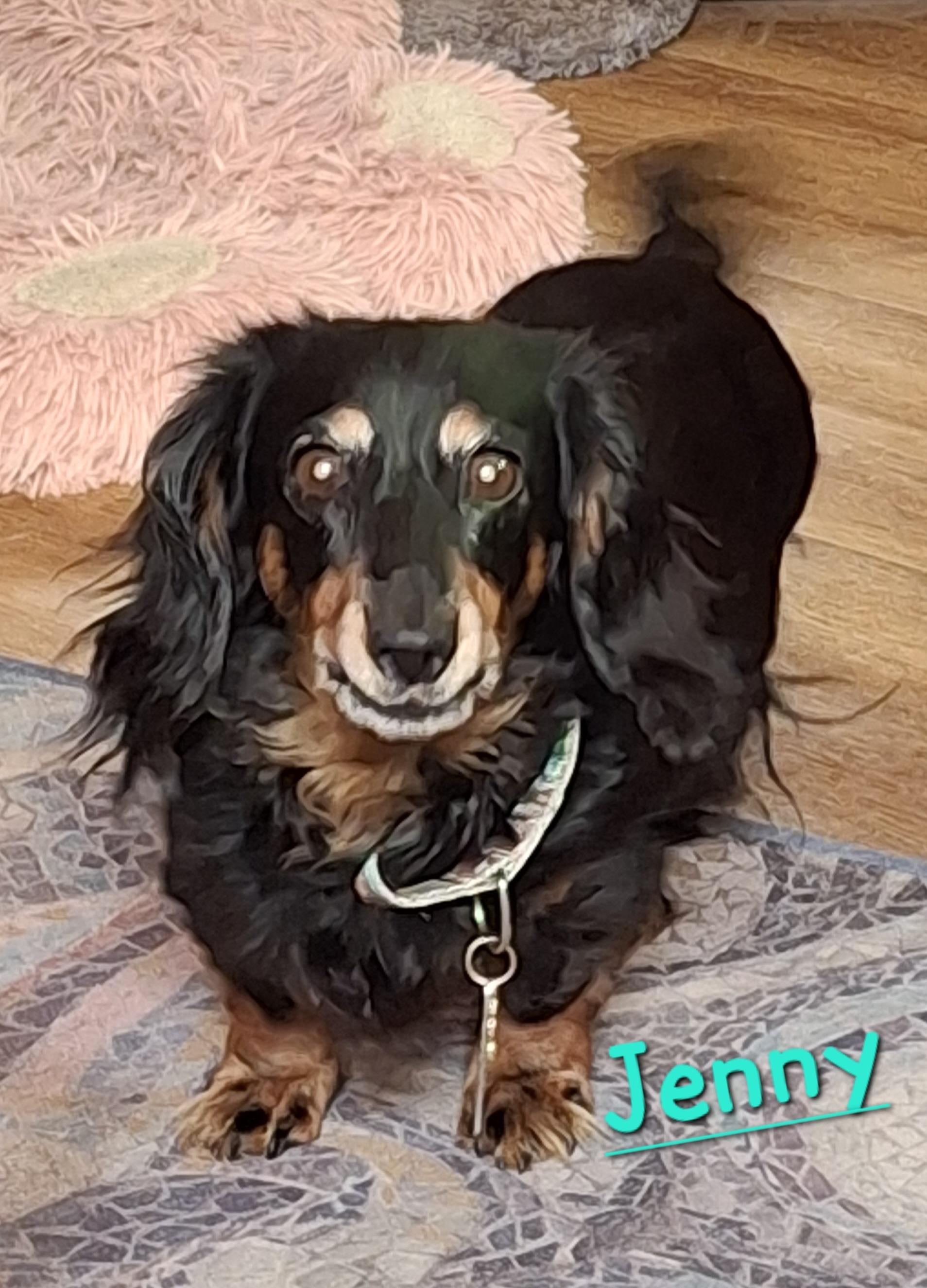 Jenny, Adoptable, Senior Female Dachshund (Long Haired).