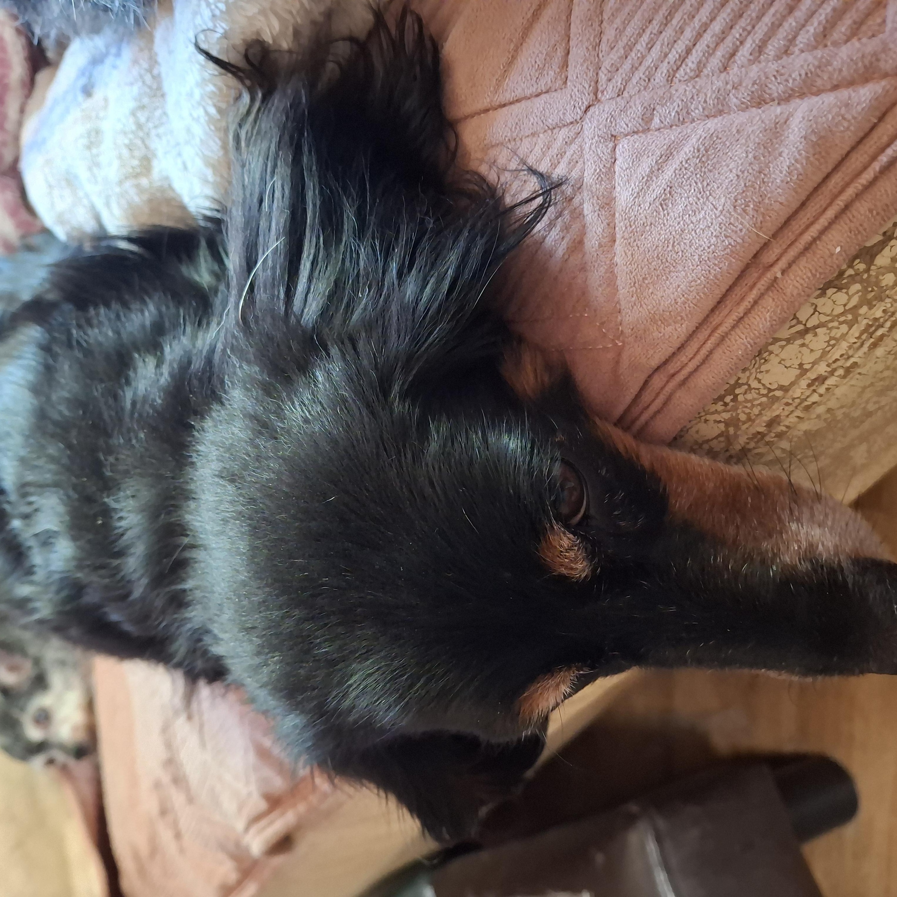 Enlarge Jenny, a Adoptable Dachshund (Long Haired) in Tucson, AZ image 4/6