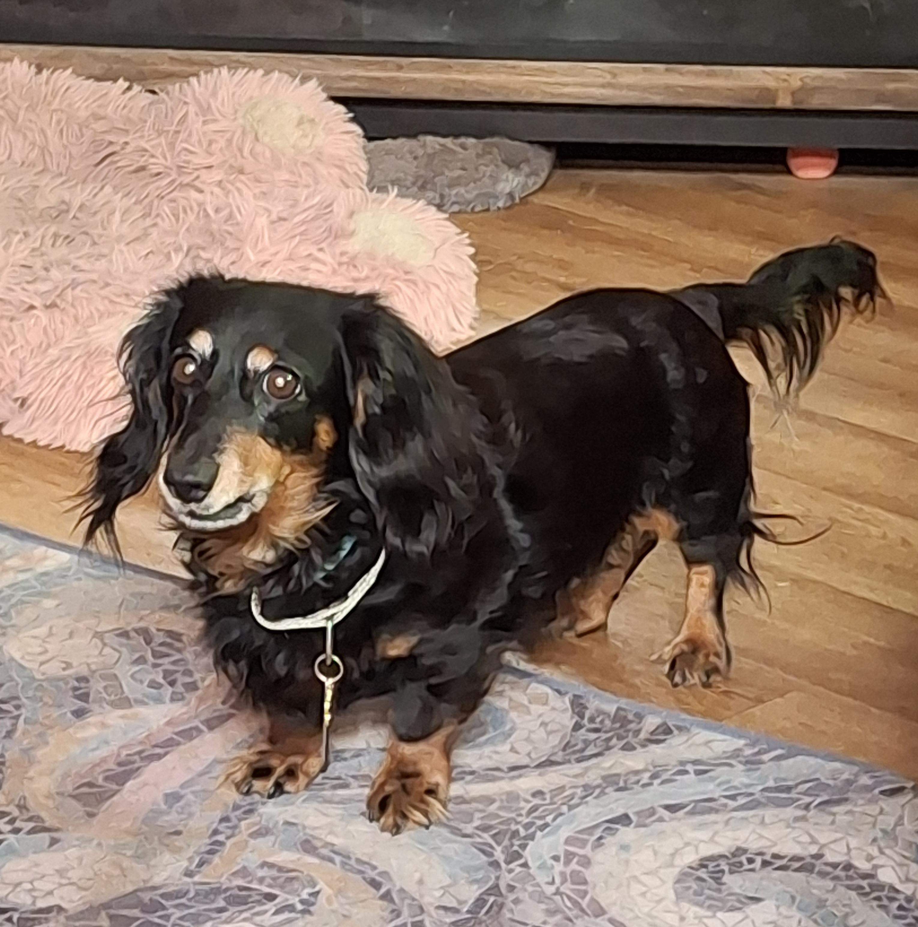 Enlarge Jenny, a Adoptable Dachshund (Long Haired) in Tucson, AZ image 3/6