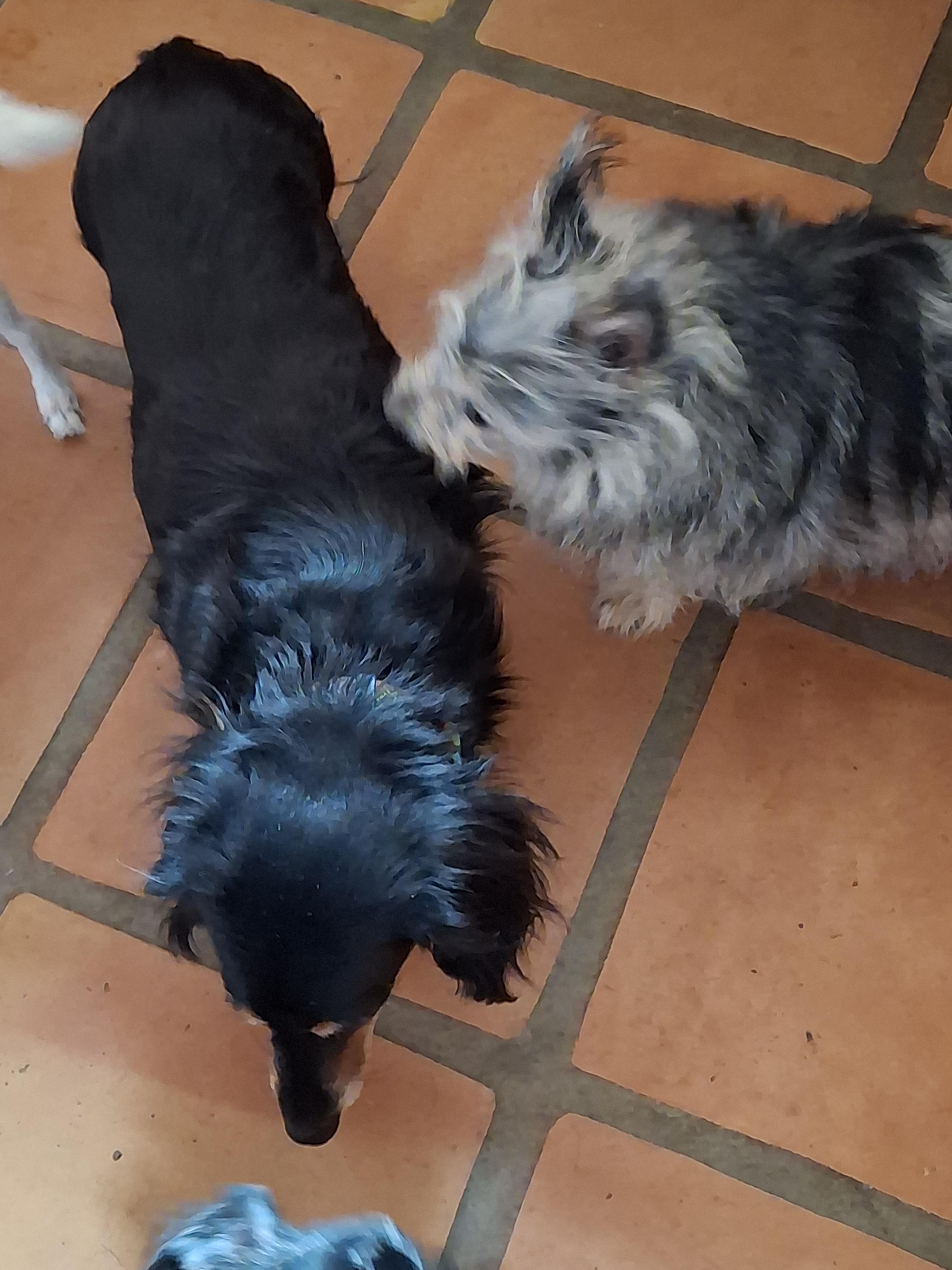 Enlarge Jenny, a Adoptable Dachshund (Long Haired) in Tucson, AZ image 6/6