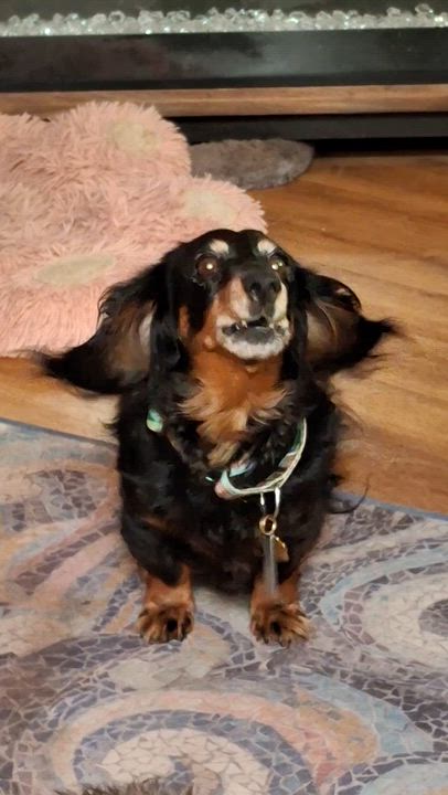Enlarge Jenny, a Adoptable Dachshund (Long Haired) in Tucson, AZ video 2/6