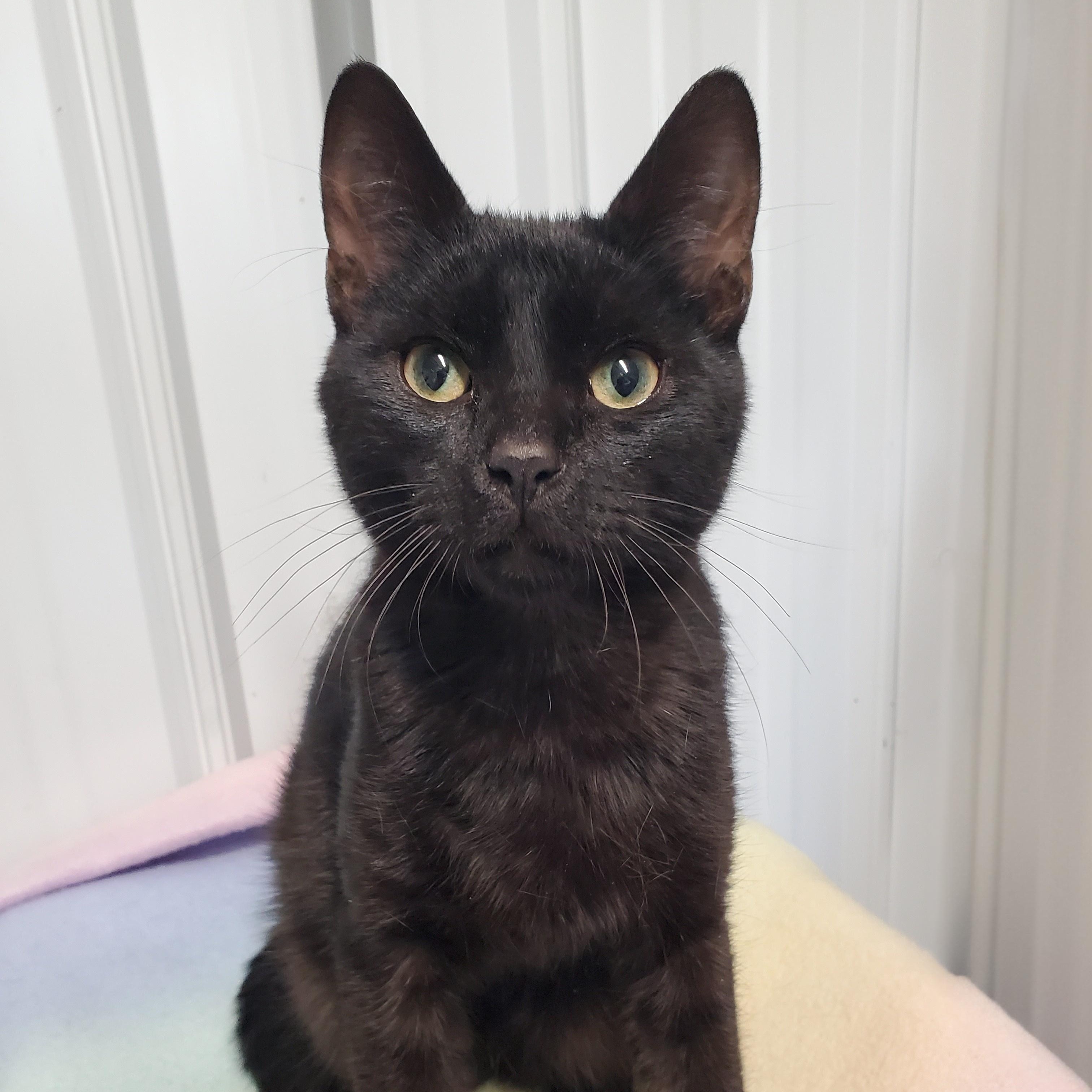 Enlarge Clayton, a Adoptable Domestic Short Hair in Marseilles, IL image 1/1