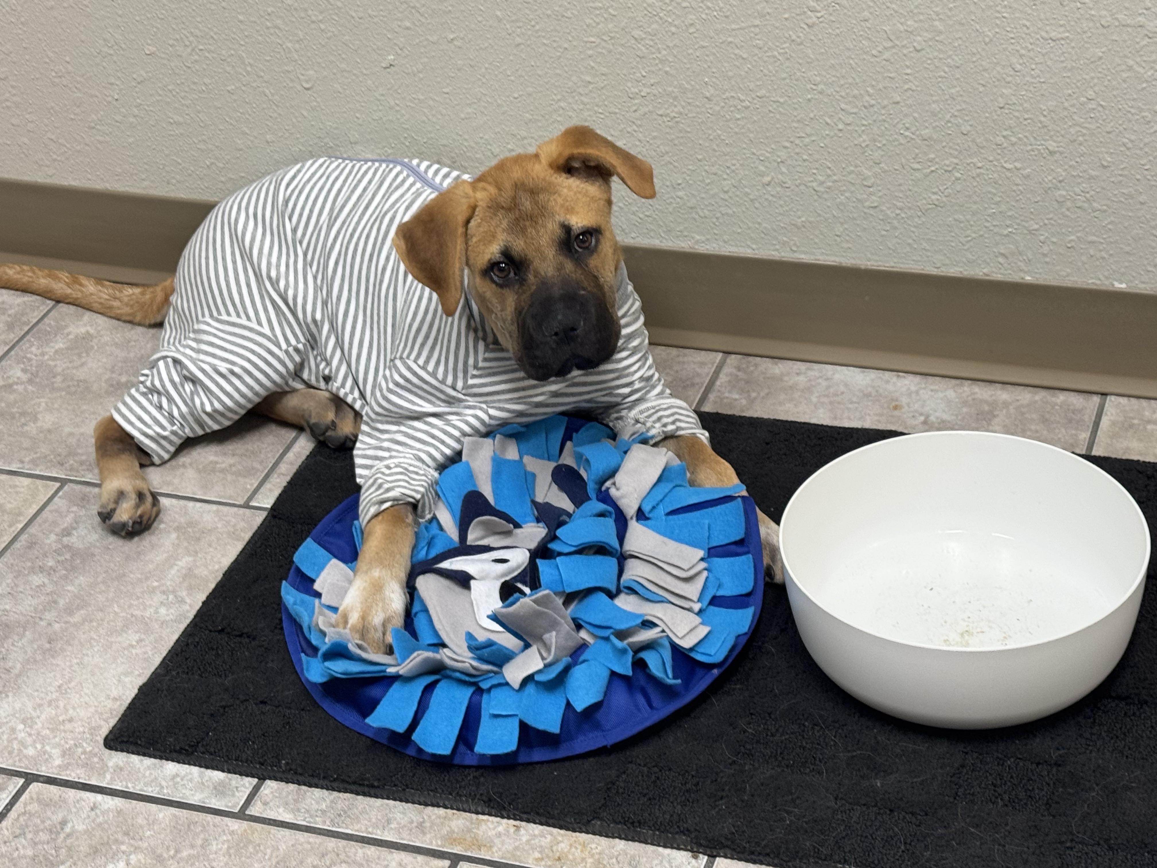 Dove, an adopted mixed breed in Austin, TX image 4/4