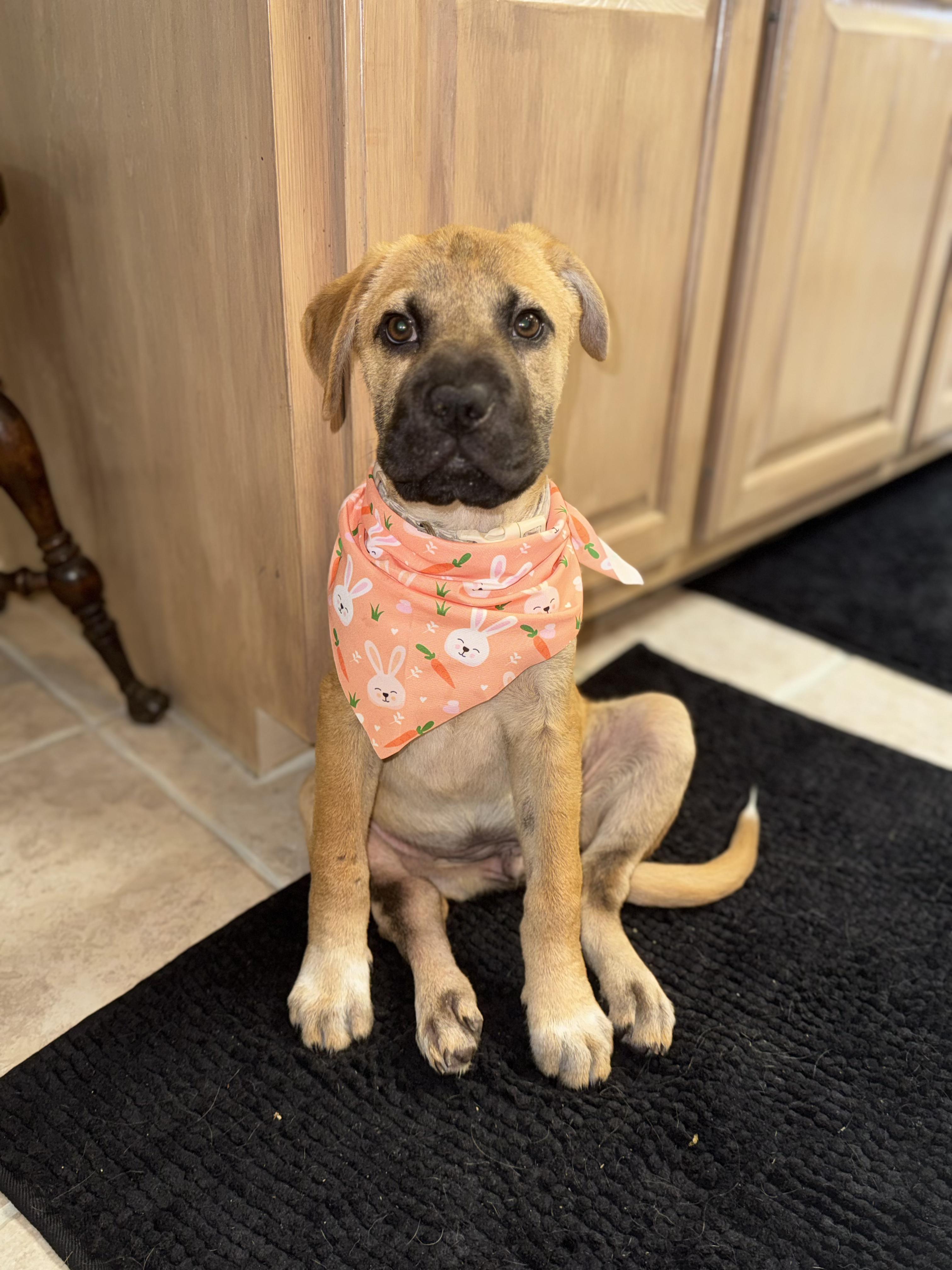Dove, adopted, Puppy Female Shar-Pei.