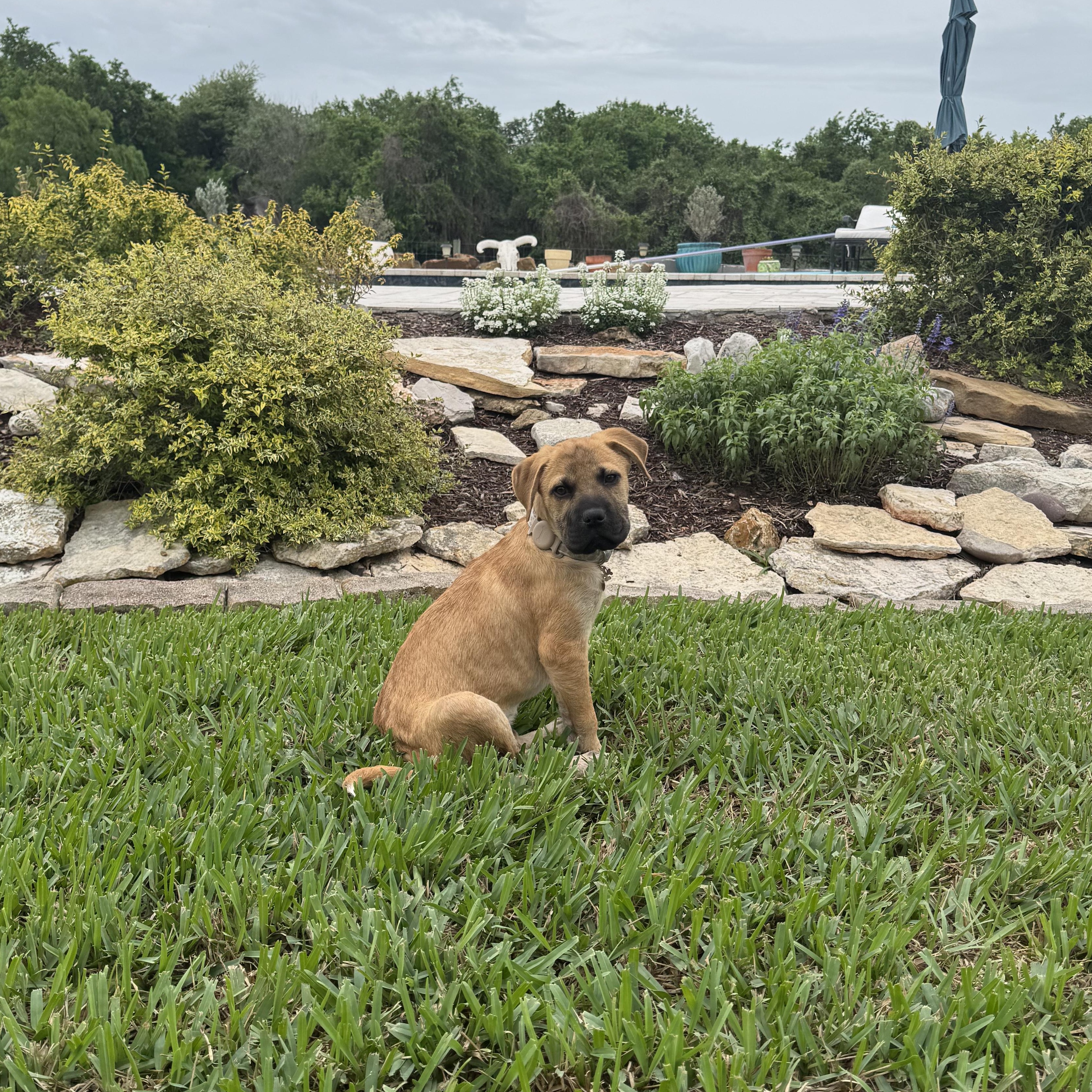 Dove, an adopted mixed breed in Austin, TX image 3/4