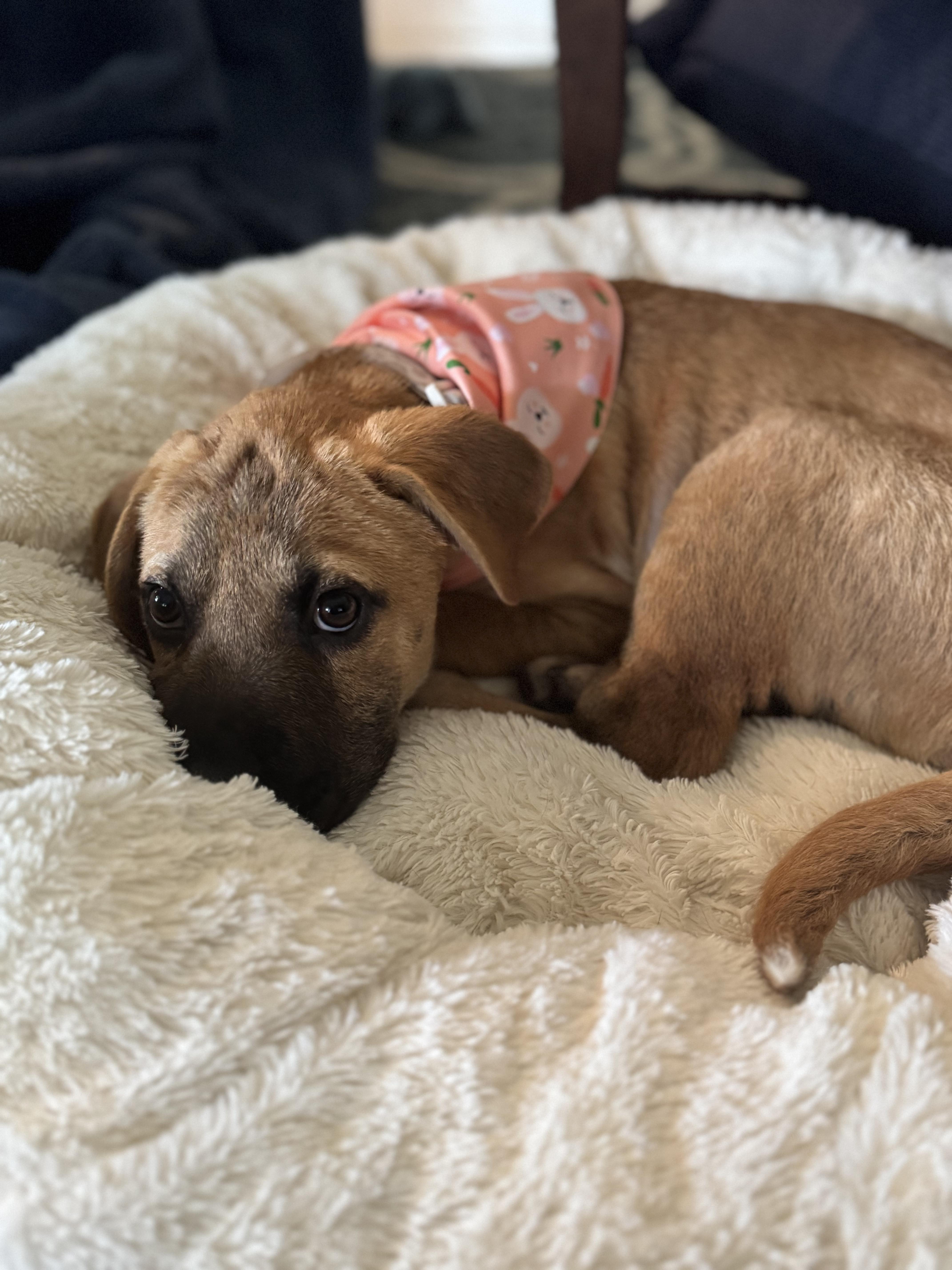 Dove, an adopted mixed breed in Austin, TX image 2/4