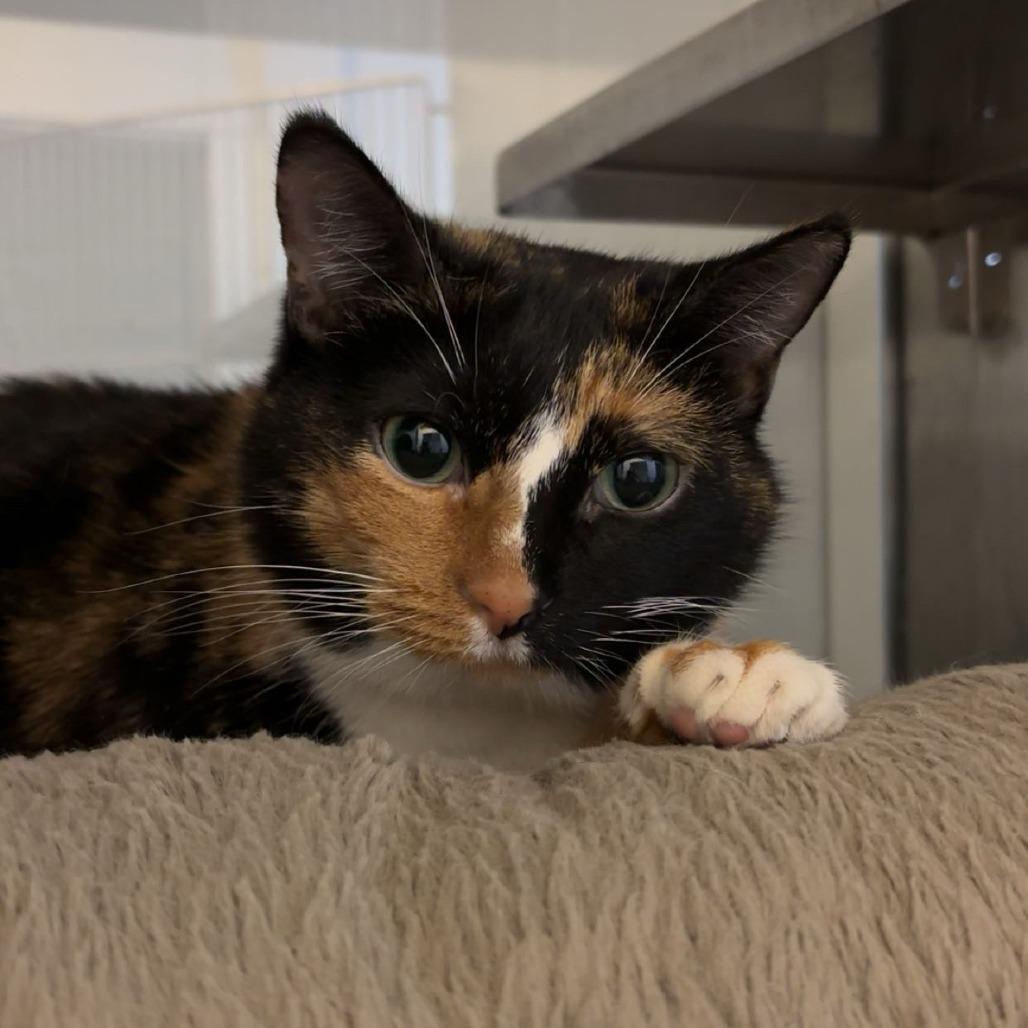 Enlarge Janet, a Adoptable Domestic Short Hair in Glenwood, MN image 1/3