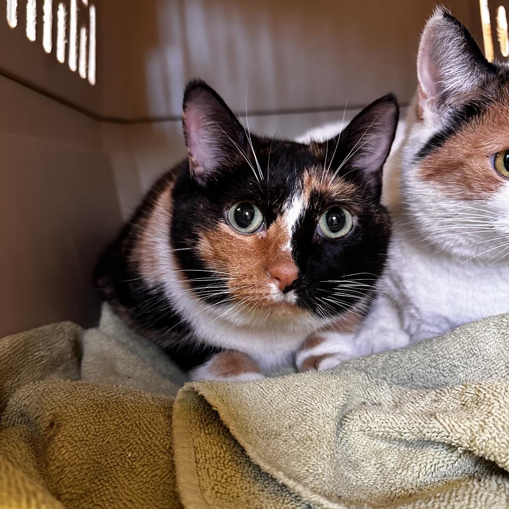 Enlarge Janet, a Adoptable Domestic Short Hair in Glenwood, MN image 2/3