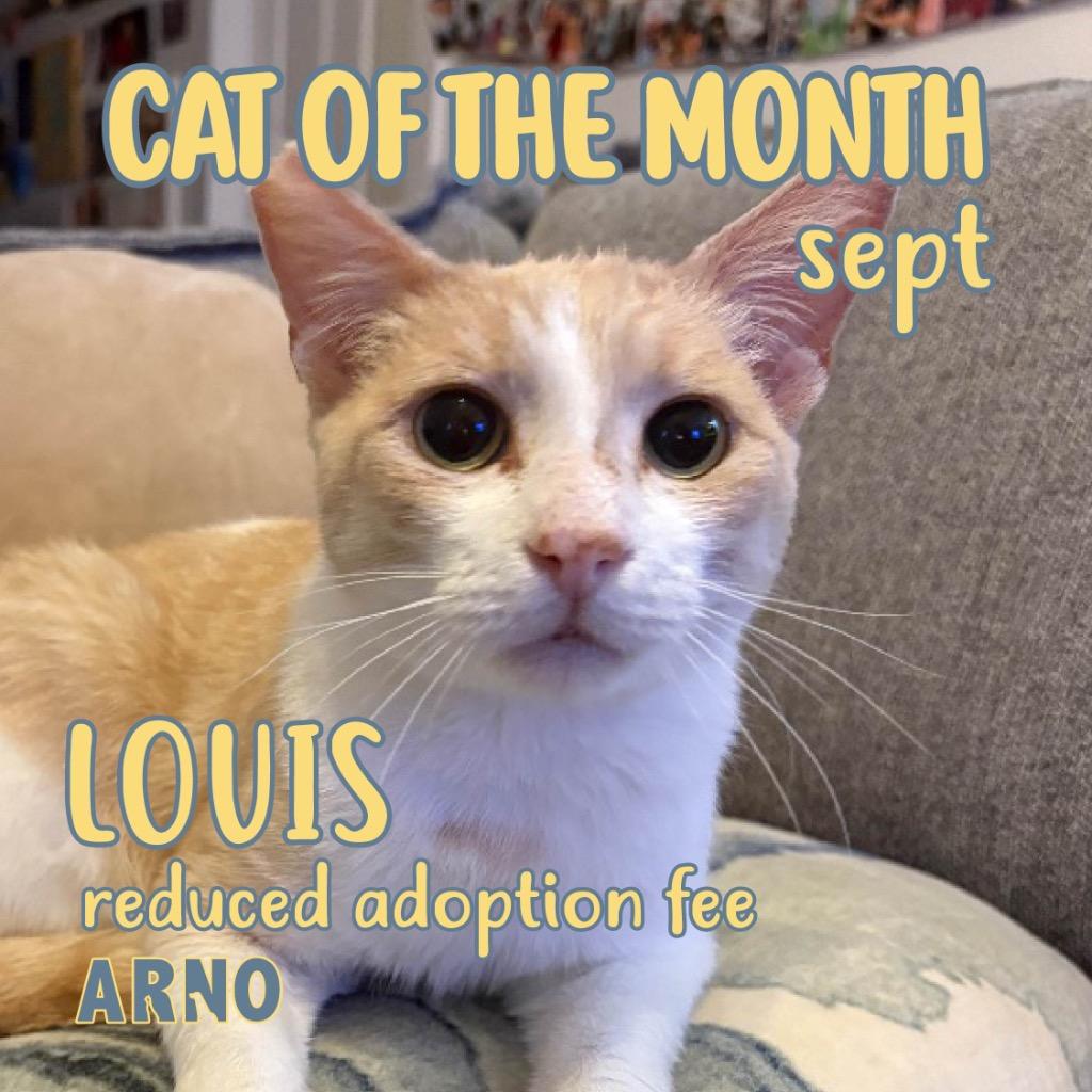 Louis, a Adoptable mixed breed in New Orleans, LA image 1/6