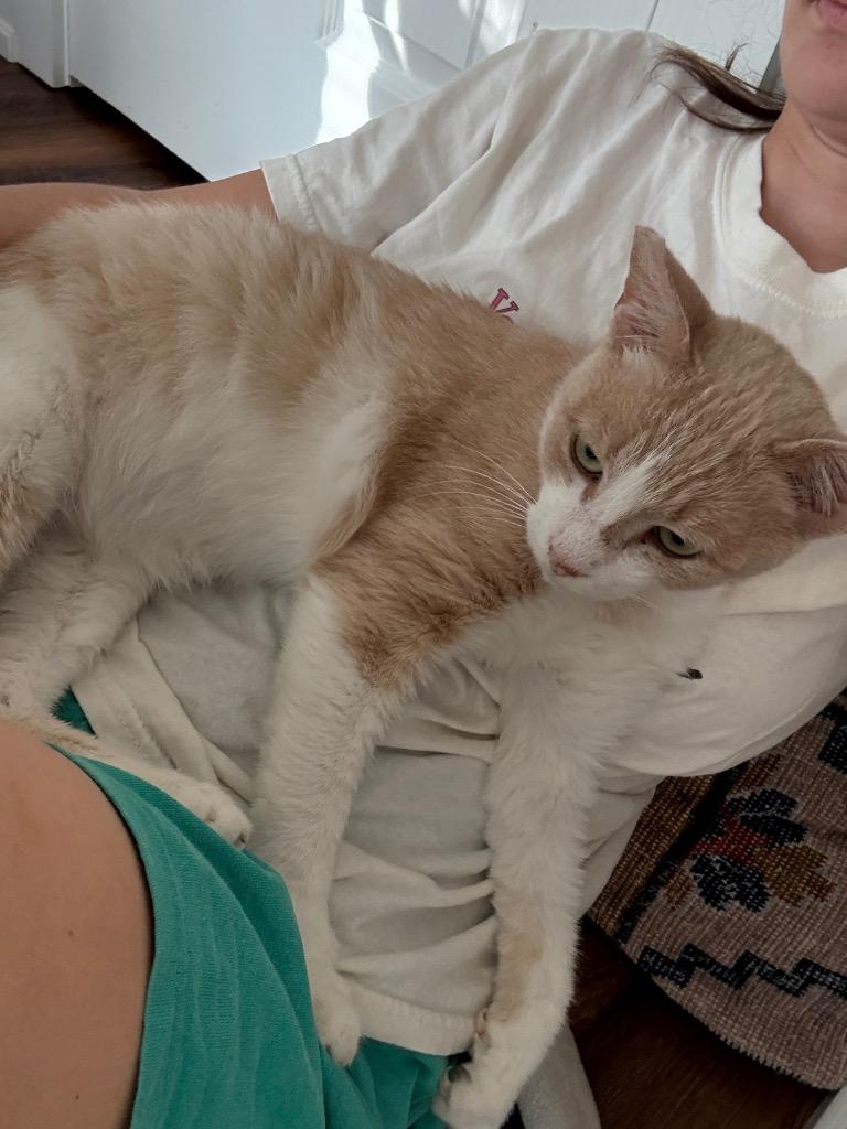 Louis, Adoptable, Adult Male Domestic Short Hair.